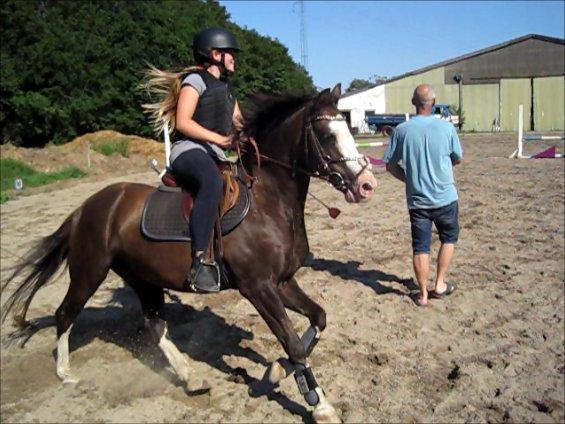 Welsh Pony (sec B) F.H. Bjerregårds Wonder - jeg elsker det billede billede 27