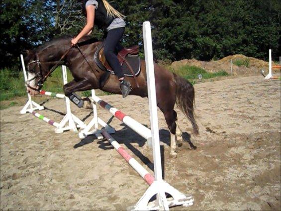 Welsh Pony (sec B) F.H. Bjerregårds Wonder - springning billede 28