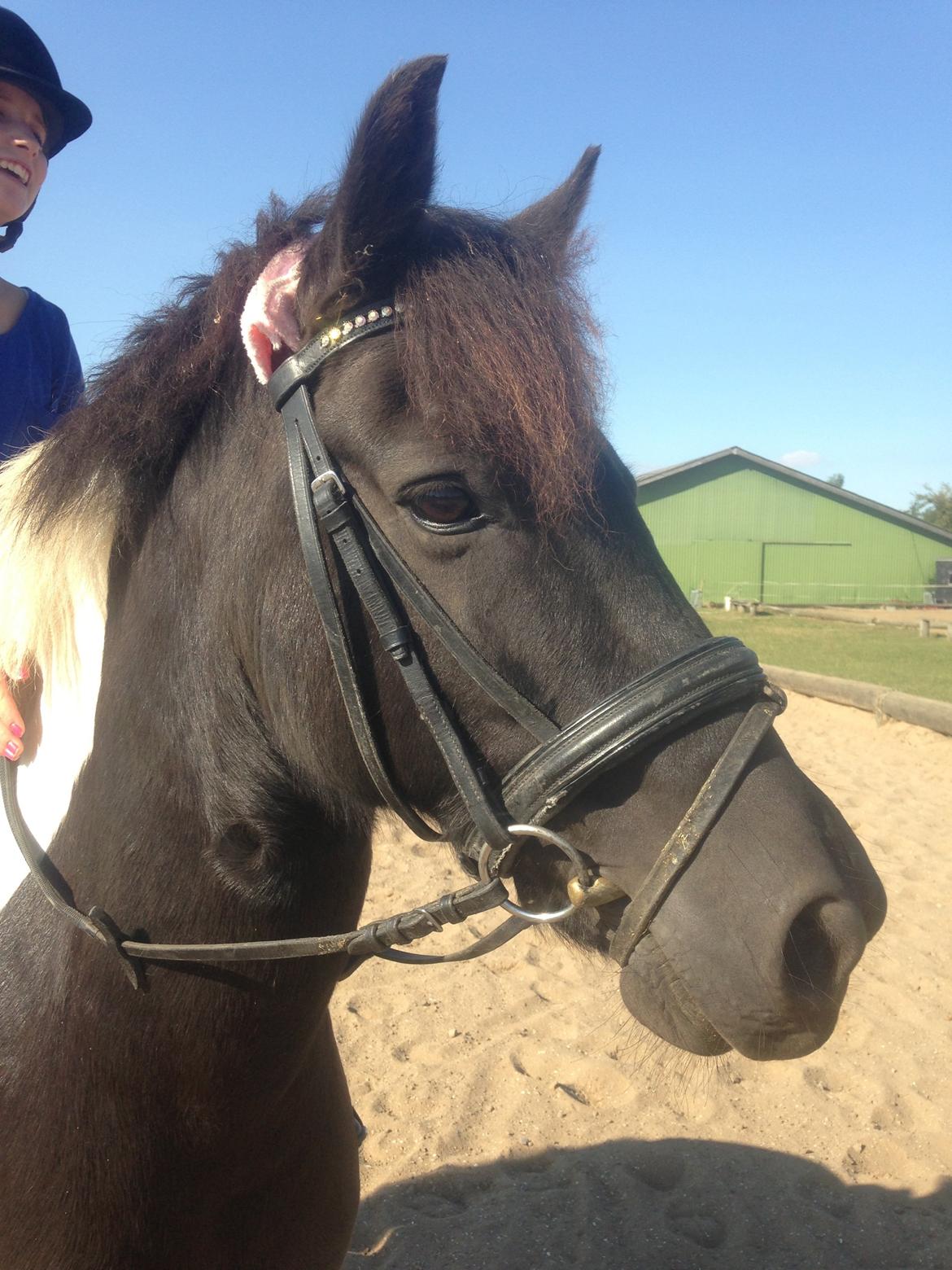 Anden særlig race Spirit ( verden største stjernepony) billede 7