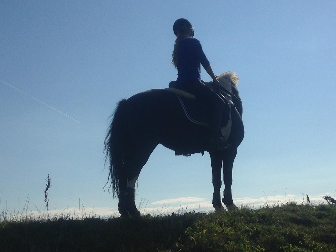 Anden særlig race Spirit ( verden største stjernepony) billede 8