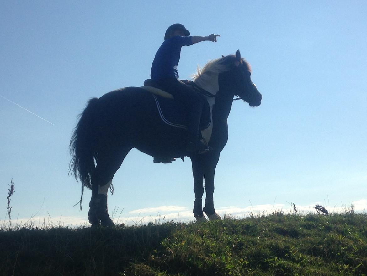 Anden særlig race Spirit ( verden største stjernepony) billede 9