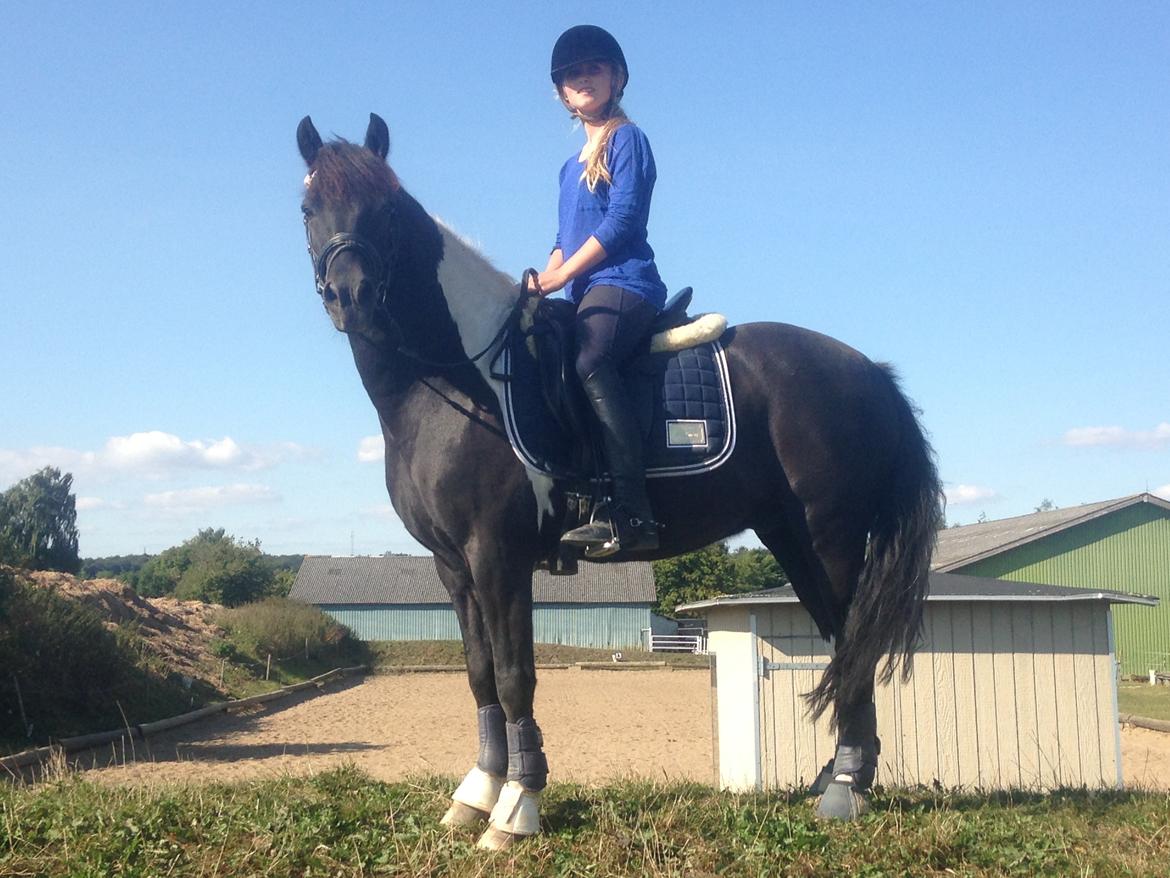 Anden særlig race Spirit ( verden største stjernepony) billede 10