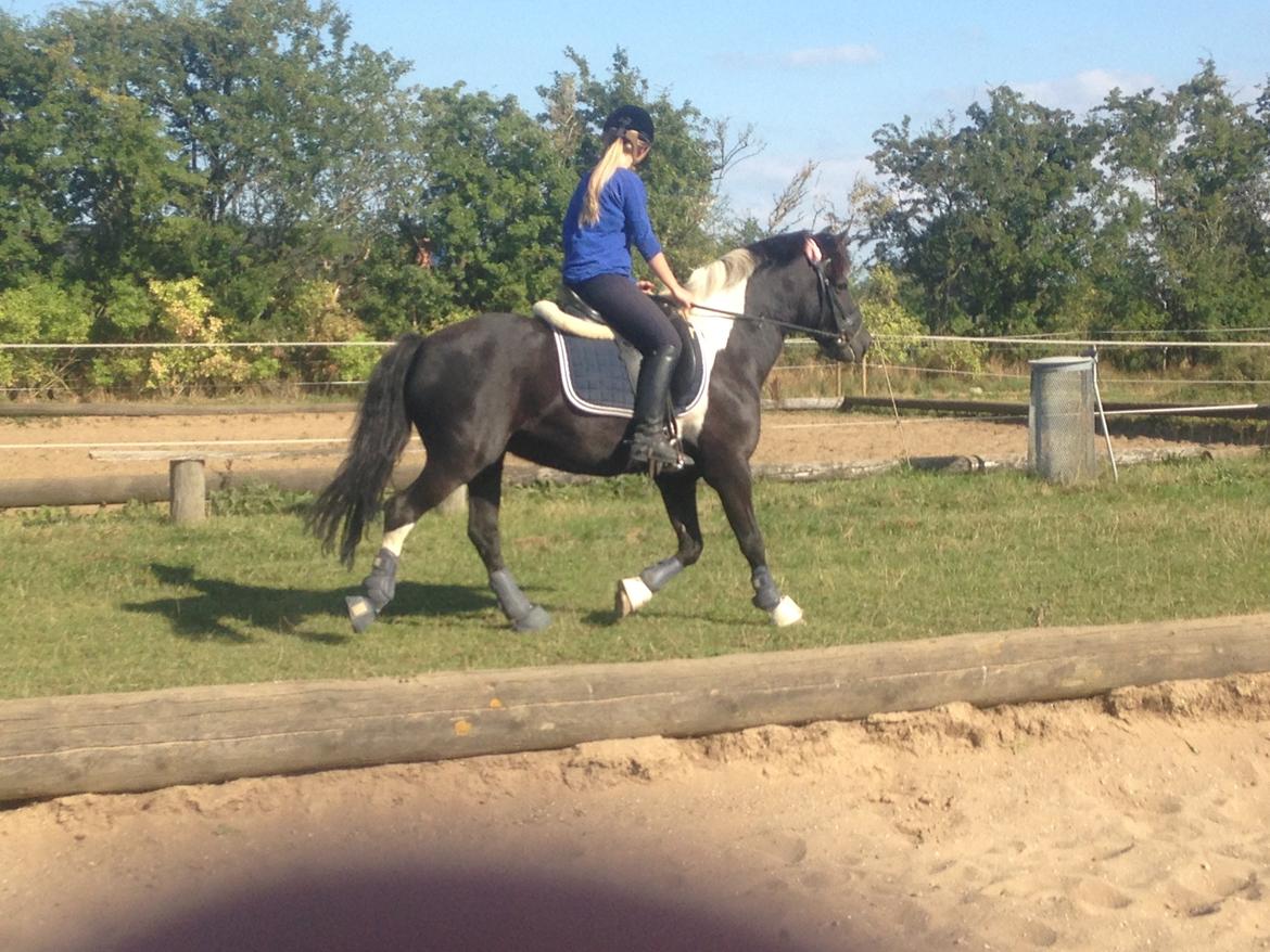 Anden særlig race Spirit ( verden største stjernepony) billede 11