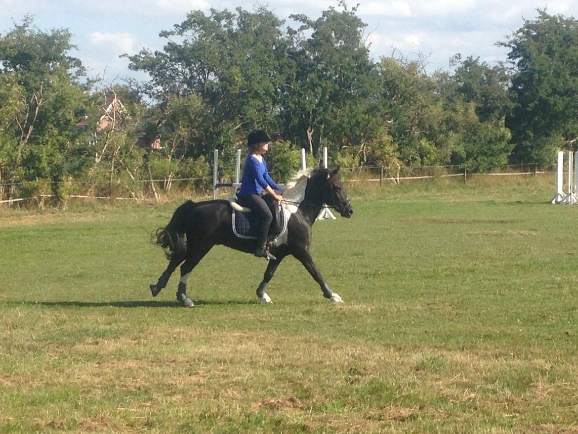 Anden særlig race Spirit ( verden største stjernepony) billede 13