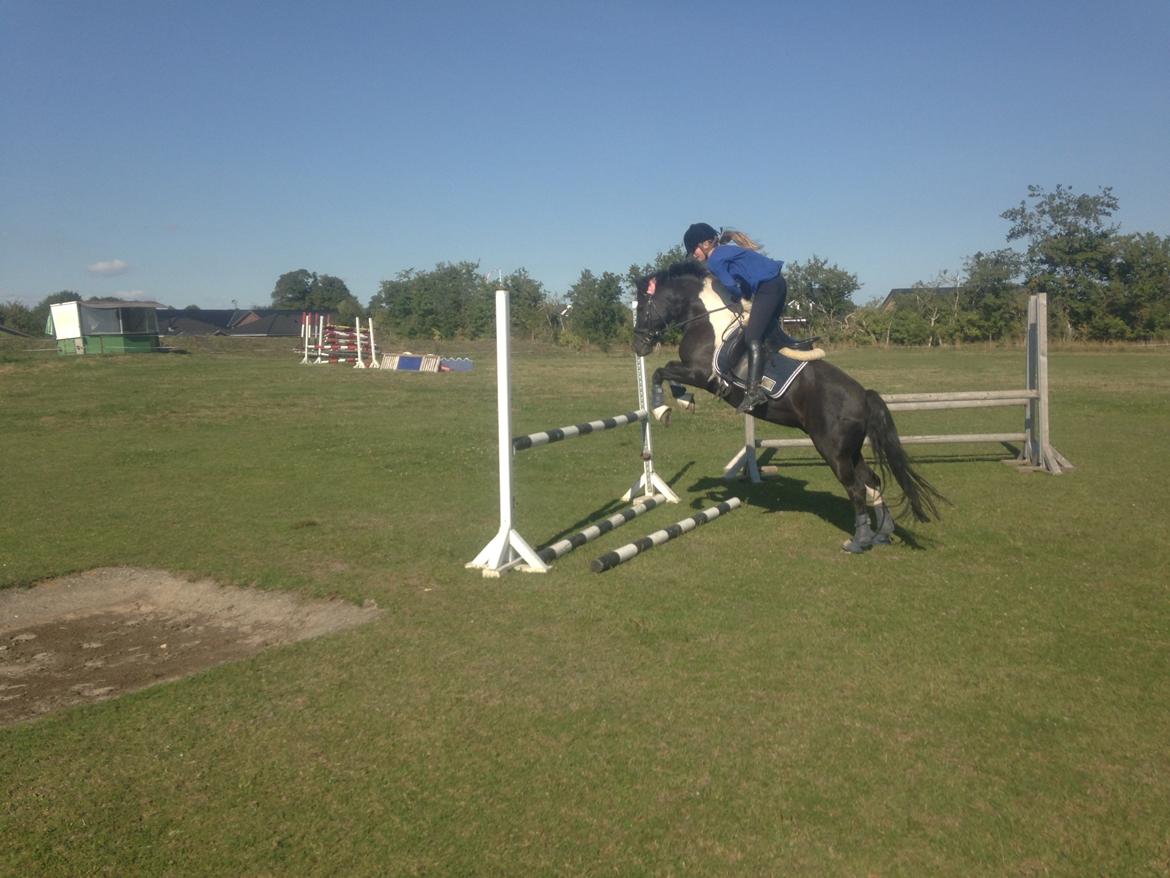 Anden særlig race Spirit ( verden største stjernepony) billede 14