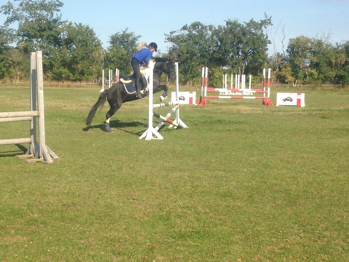 Anden særlig race Spirit ( verden største stjernepony) billede 15