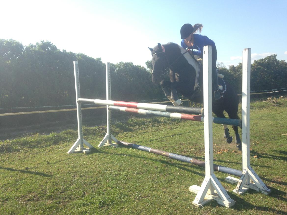 Anden særlig race Spirit ( verden største stjernepony) billede 16