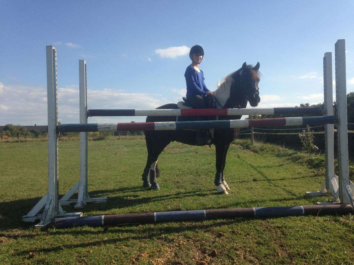 Anden særlig race Spirit ( verden største stjernepony) billede 17