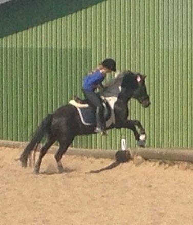 Anden særlig race Spirit ( verden største stjernepony) billede 18