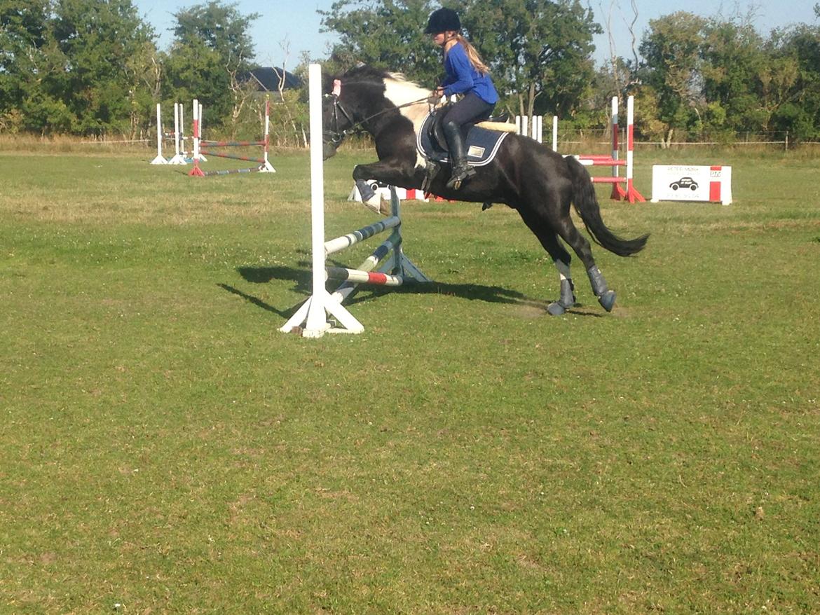 Anden særlig race Spirit ( verden største stjernepony) billede 19