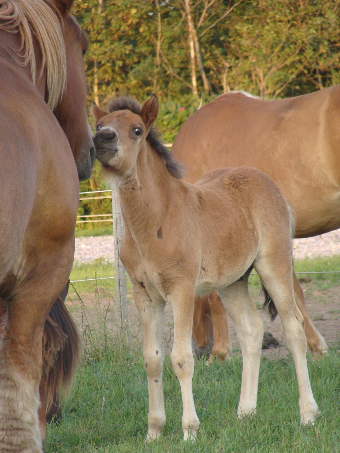 Islænder Djass fra Østervang billede 18