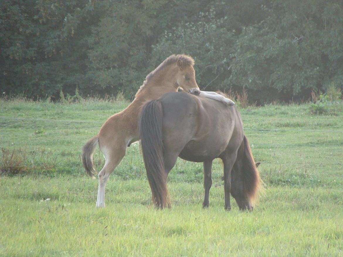 Islænder Djass fra Østervang billede 19