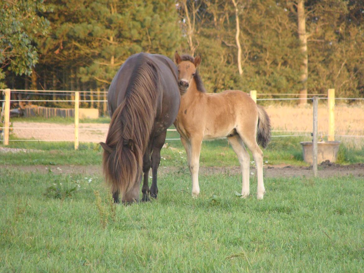 Islænder Djass fra Østervang billede 17