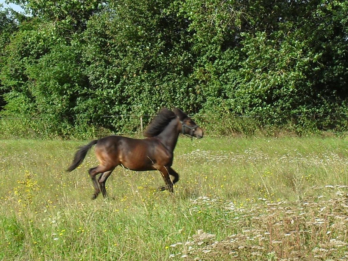 Anden særlig race Houdini billede 10