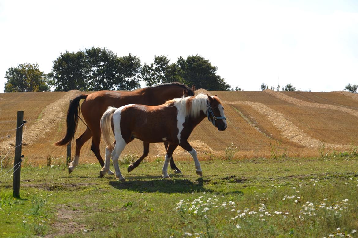 Anden særlig race Batman billede 6