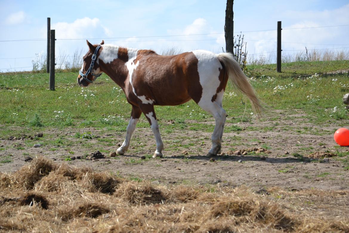 Anden særlig race Batman billede 8