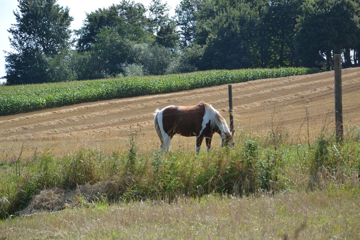 Anden særlig race Batman billede 9
