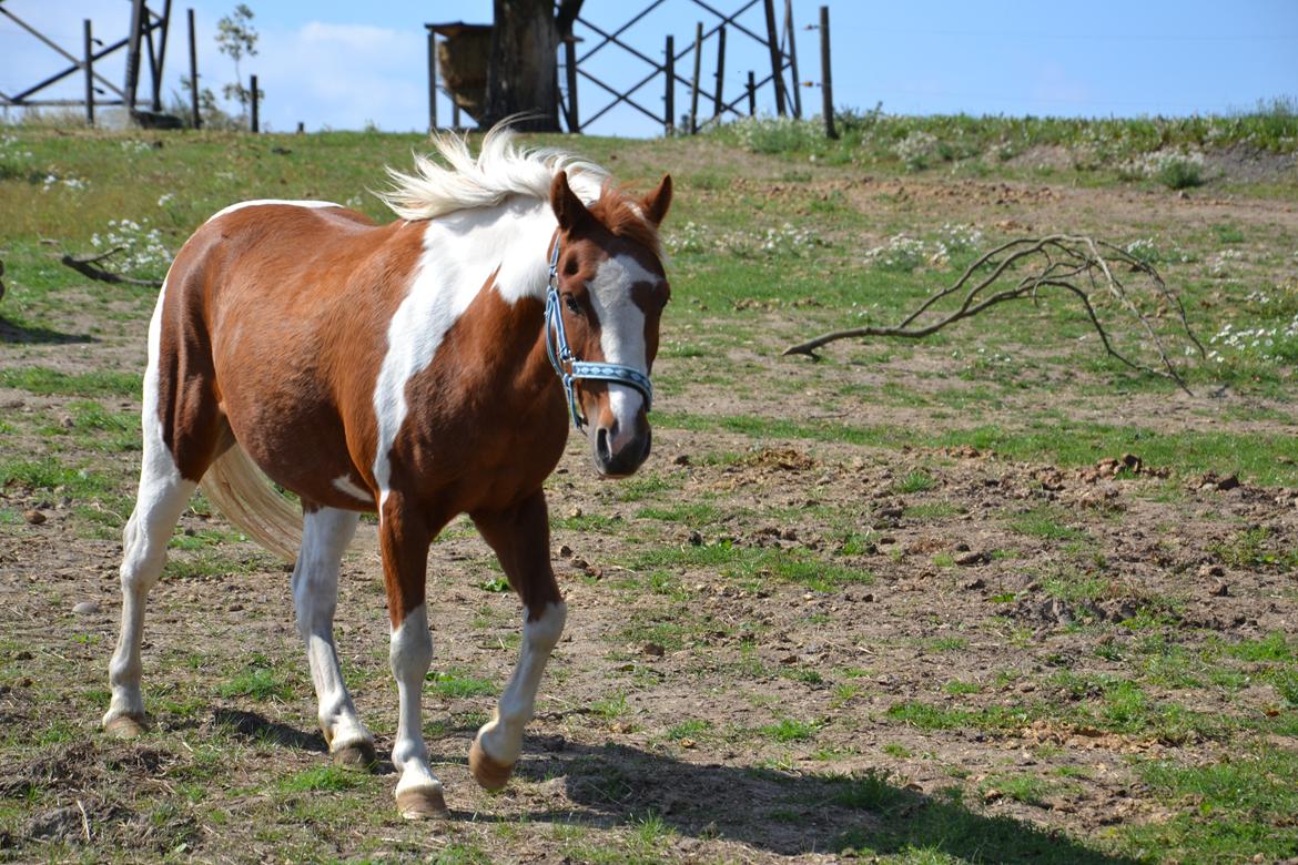 Anden særlig race Batman billede 11