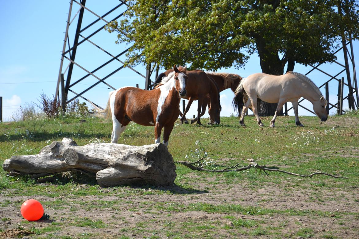 Anden særlig race Batman billede 12