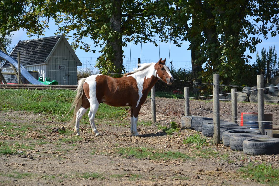Anden særlig race Batman billede 13