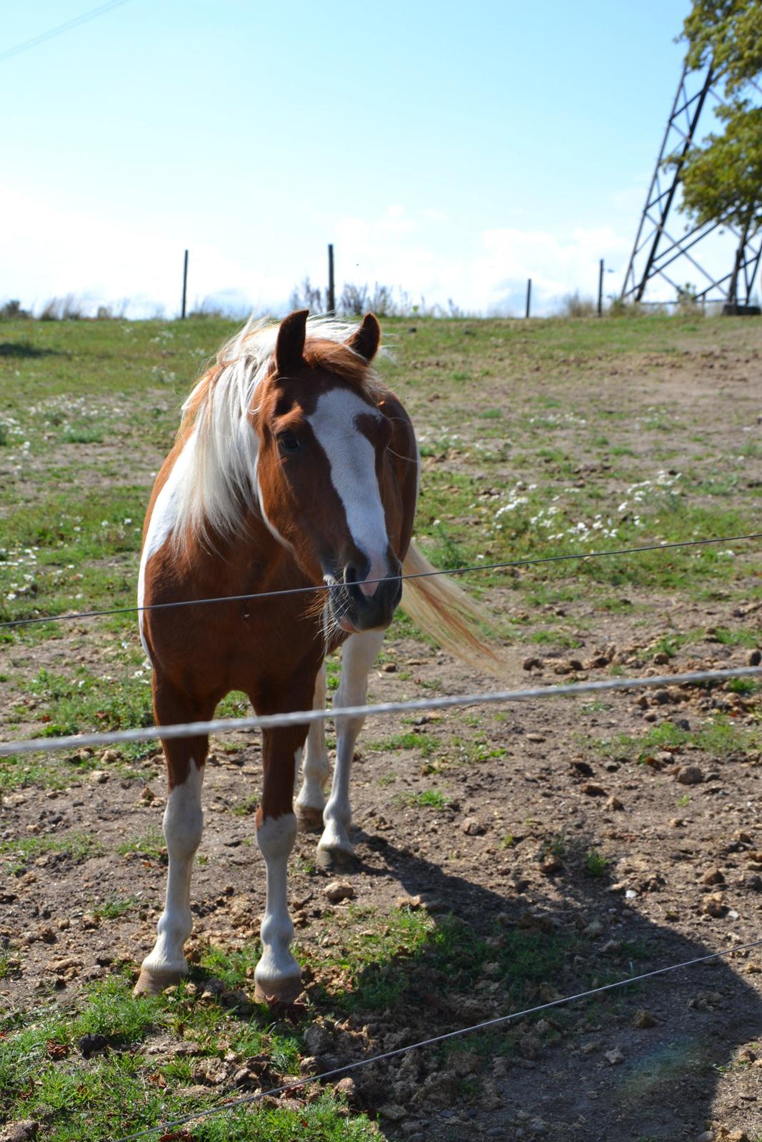 Anden særlig race Batman billede 14