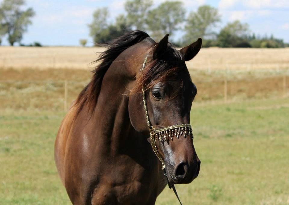 Arabisk fuldblod (OX) Ceduina - Foto Tina Skou billede 18