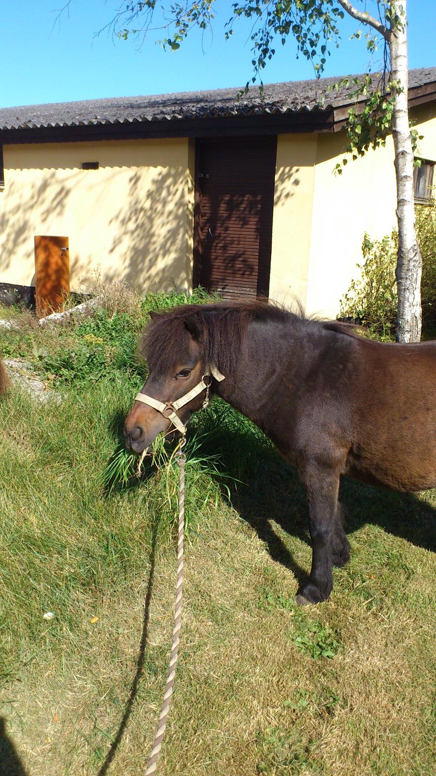 Anden særlig race Little Jack billede 9