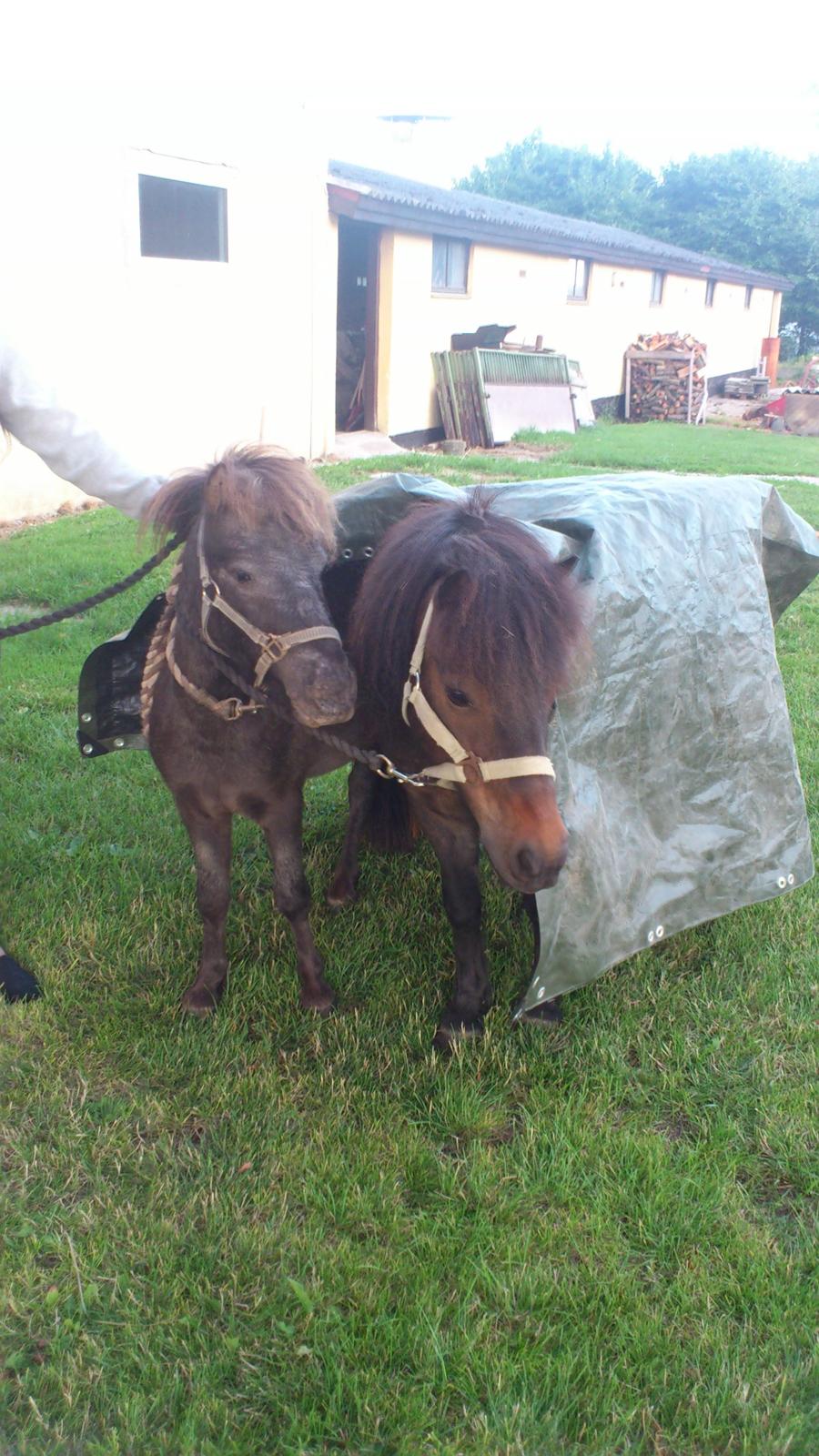 Anden særlig race Little Jack billede 13