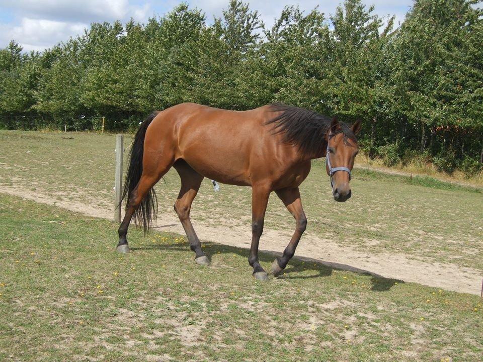 Traver Rosado (Rosa) - 26-08-2013 billede 7