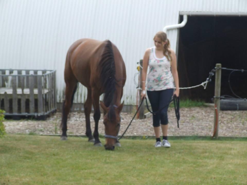 Traver Rosado (Rosa) - 26-08-2013 billede 9