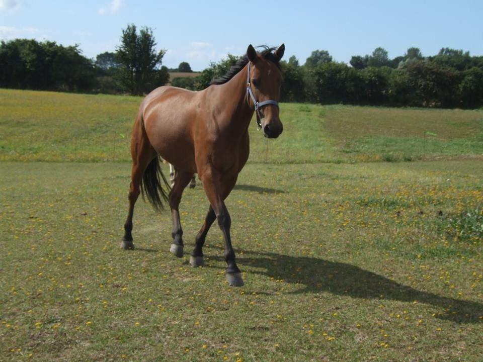 Traver Rosado (Rosa) - 26-08-2013 billede 11