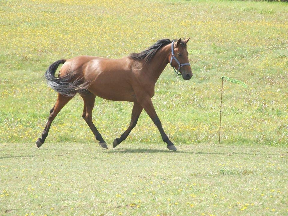 Traver Rosado (Rosa) - 26-08-2013 billede 12