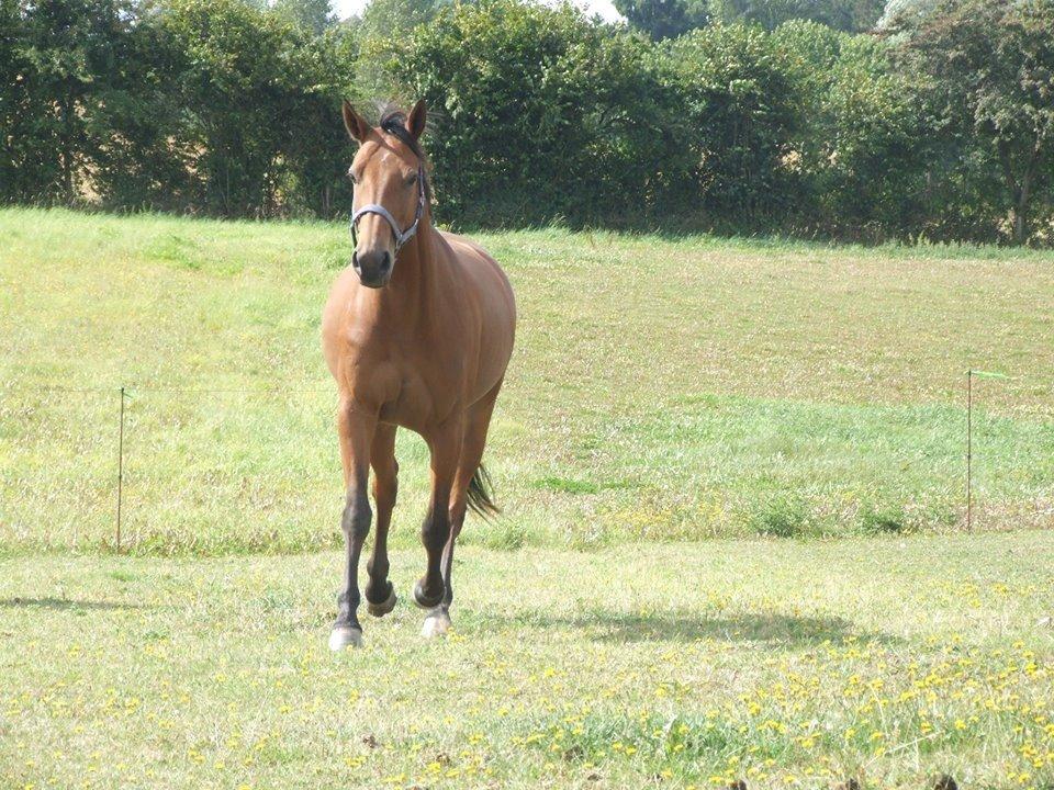 Traver Rosado (Rosa) - 26-08-2013 billede 13