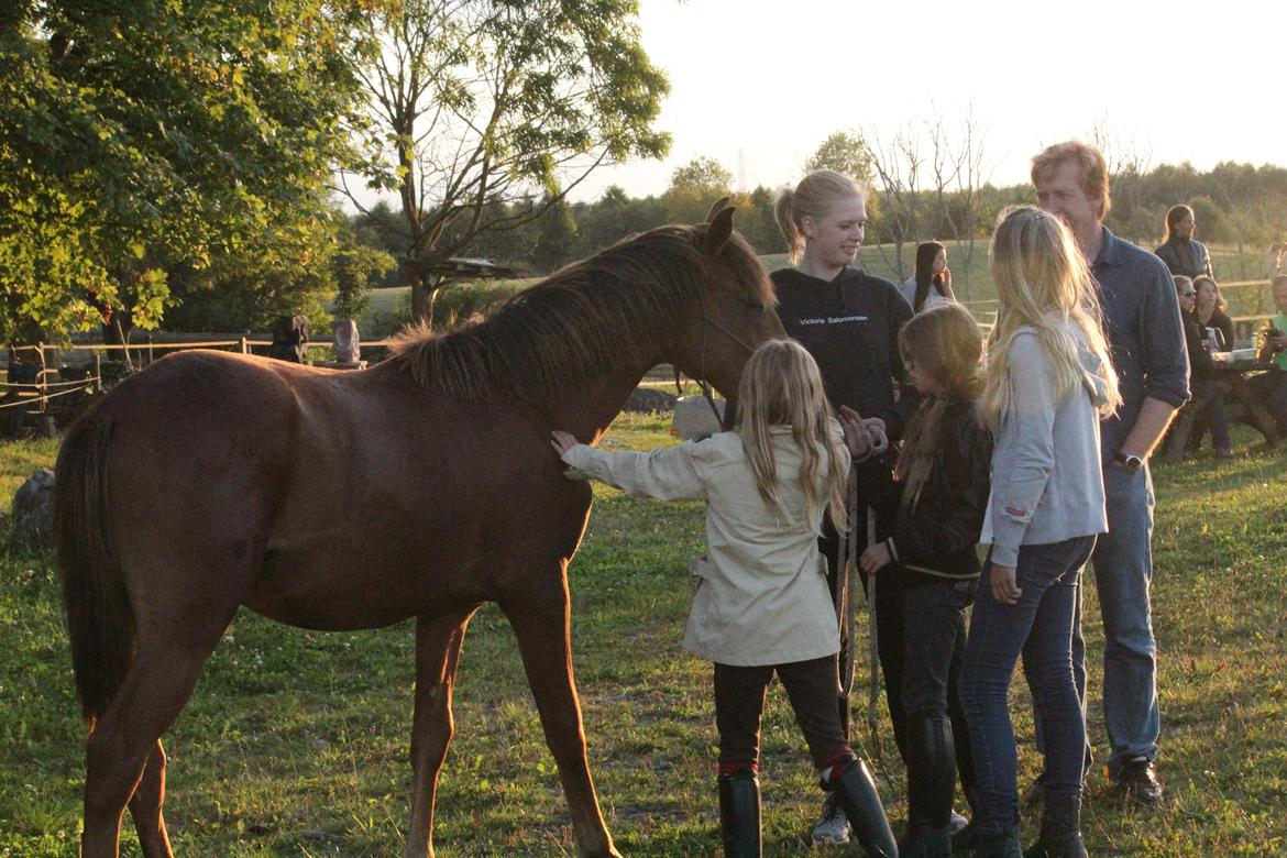 Lusitano Horatio The Noble One - Min lille børnepony han opfører sig så pænt billede 14