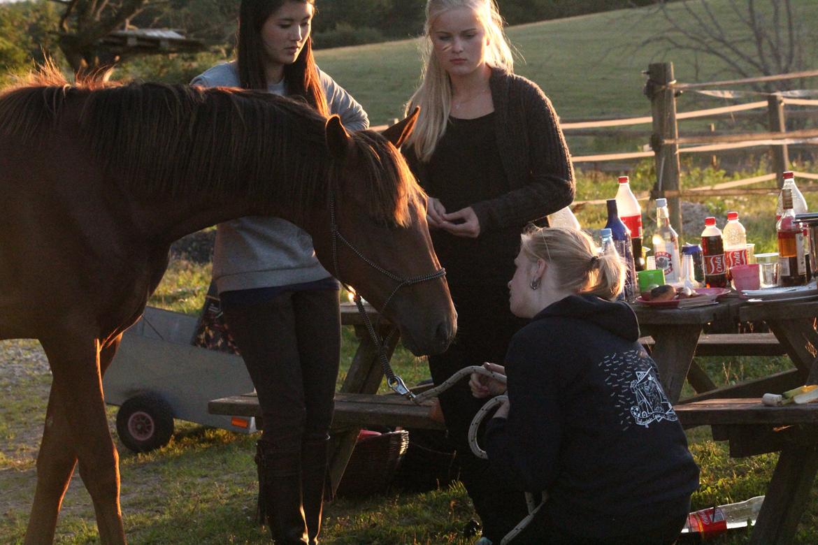 Lusitano Horatio The Noble One - Så roligt et sind billede 15