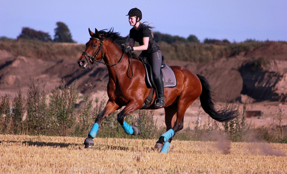Oldenborg Java Rævdal - Rider derudaf billede 4