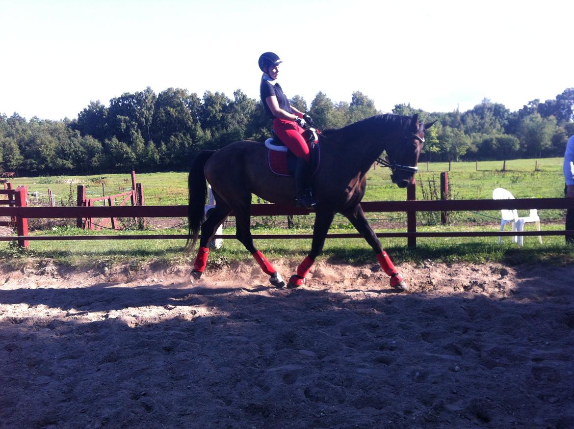 Holstener Columbus B - Nu er vi efterhånden ved at være nået langt - havde aldrig drømt om at skulle se ham sådan da vi købte ham! Jeg elsker den hest over alt på jorden! <3 billede 12