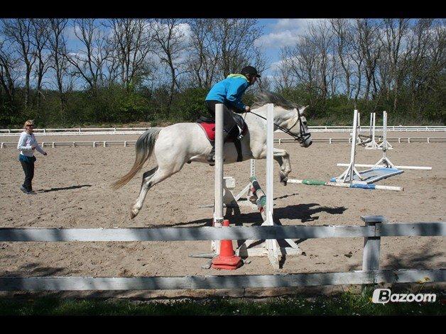 Tysk Sportspony Harry - Springtræning på VOSK :) billede 10