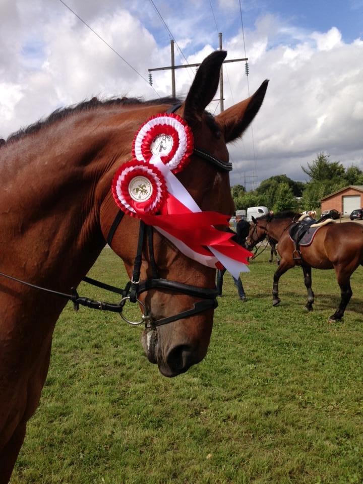 Hannoveraner Dirty Harry - 1 plads i springning billede 1