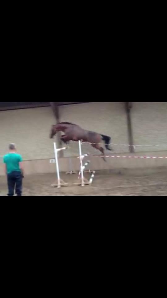 Hannoveraner Dirty Harry billede 13