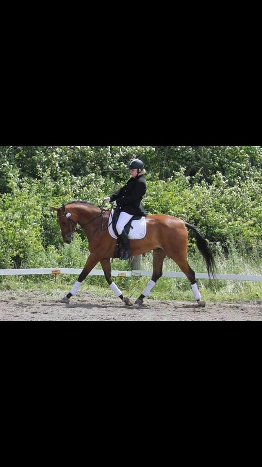 Hannoveraner Dirty Harry billede 14