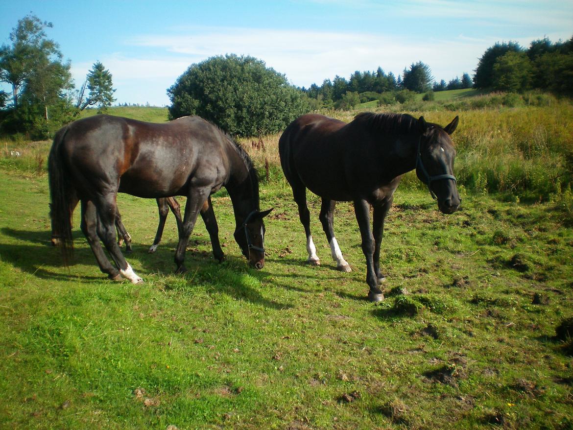 Dansk Varmblod Silva Bakkely billede 14