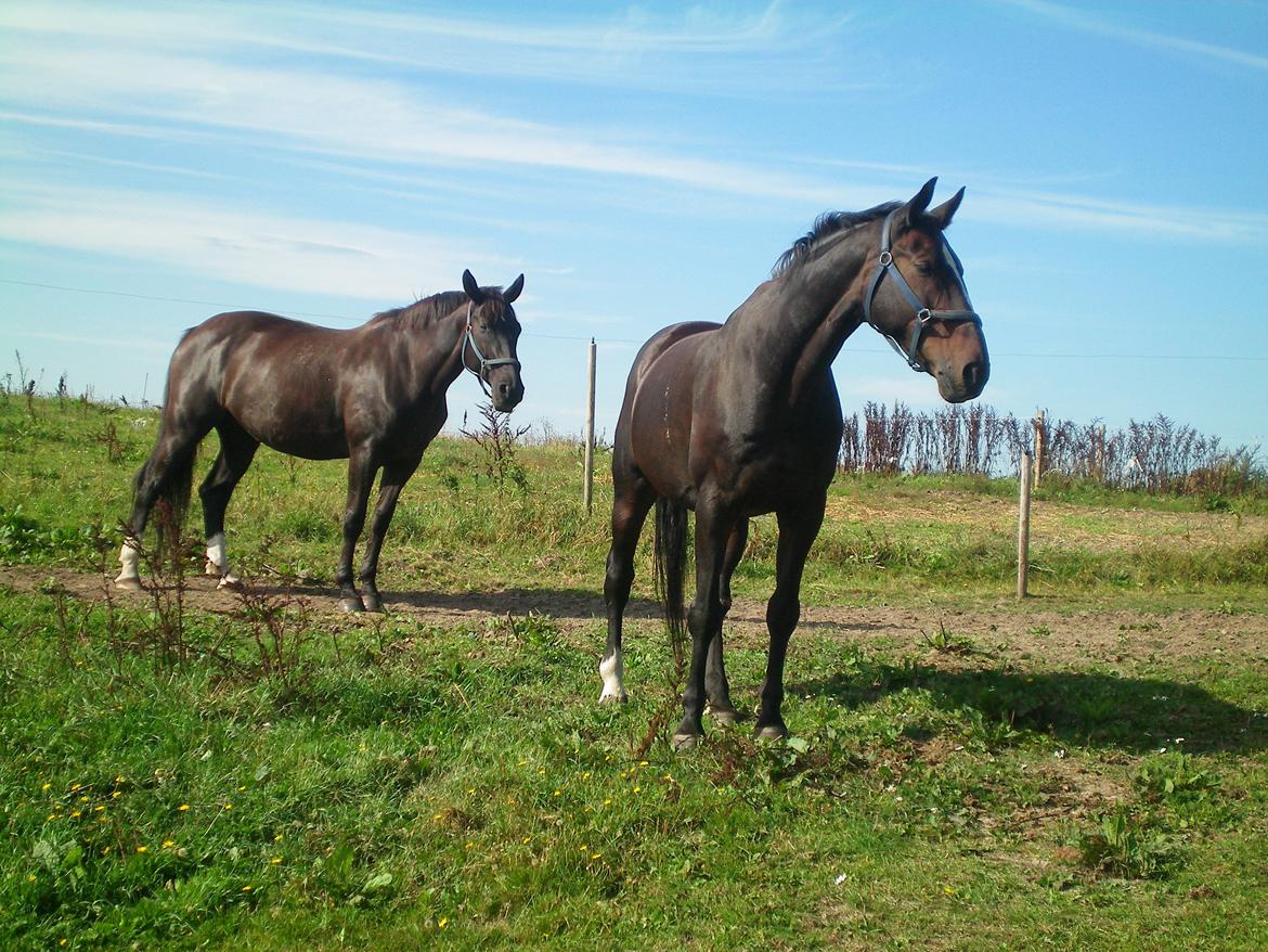 Dansk Varmblod Silva Bakkely billede 16