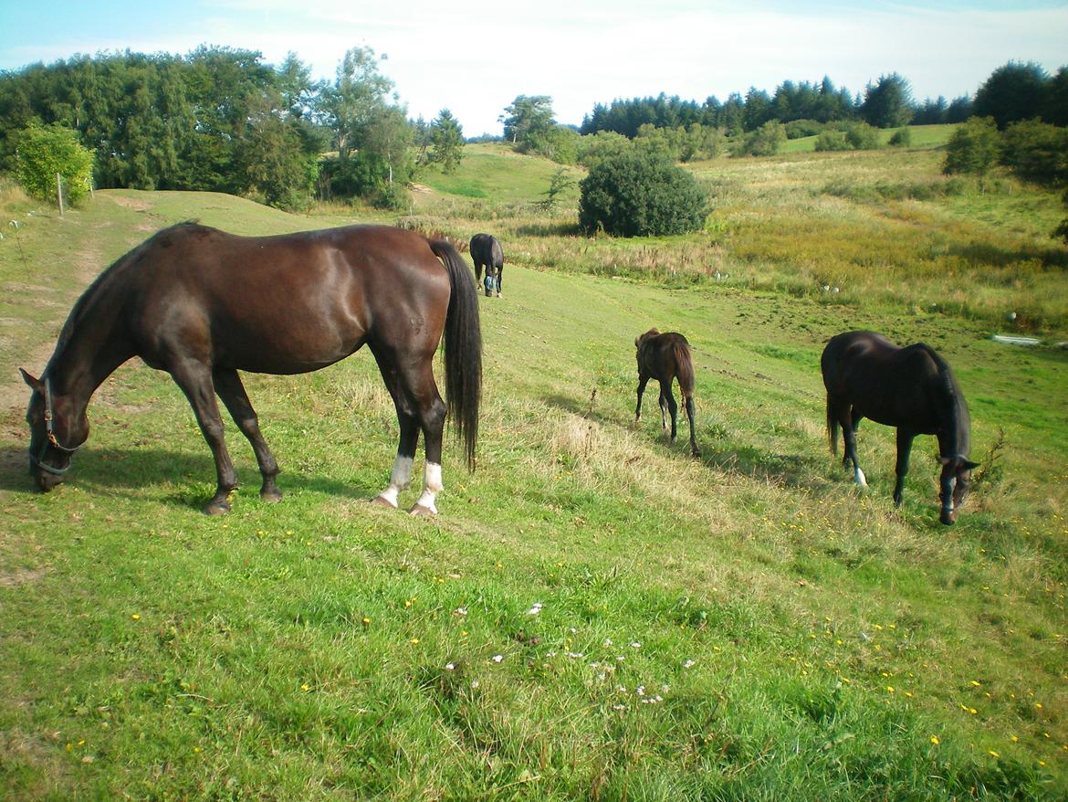Dansk Varmblod Silva Bakkely billede 17