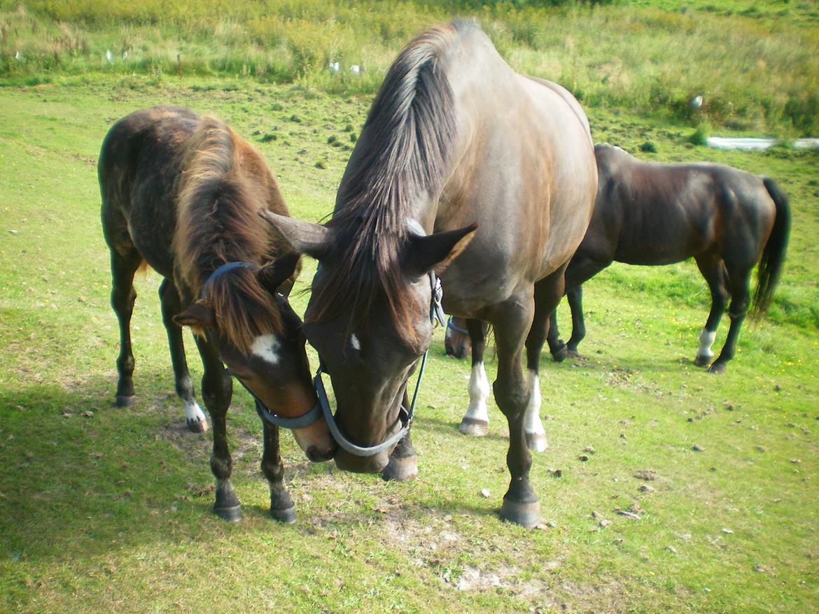 Dansk Varmblod Silva Bakkely billede 18