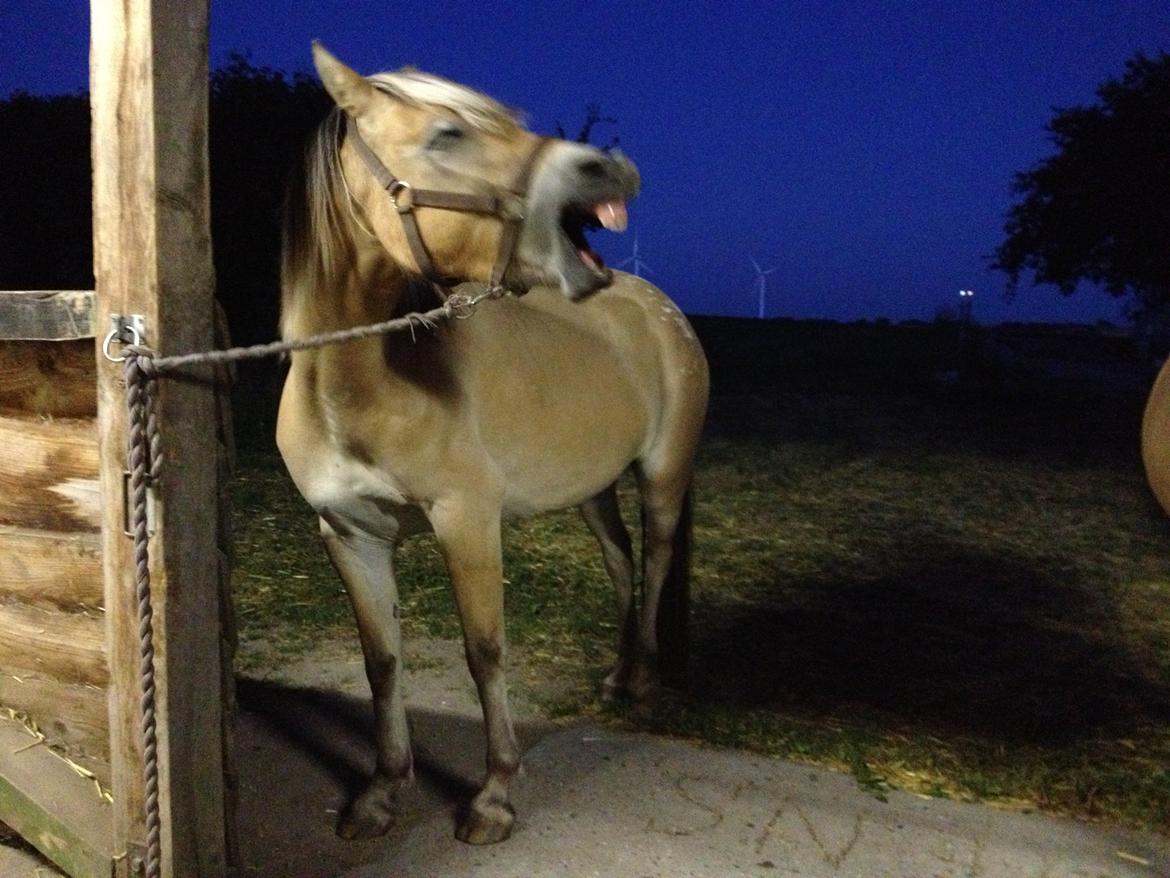 Anden særlig race Dunkans Galina<3 solgt - uha, virkelig træt :D<3  billede 20