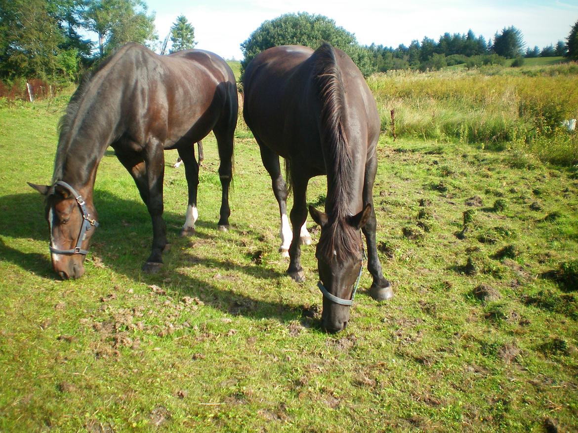 Dansk Varmblod Silva Bakkely billede 2