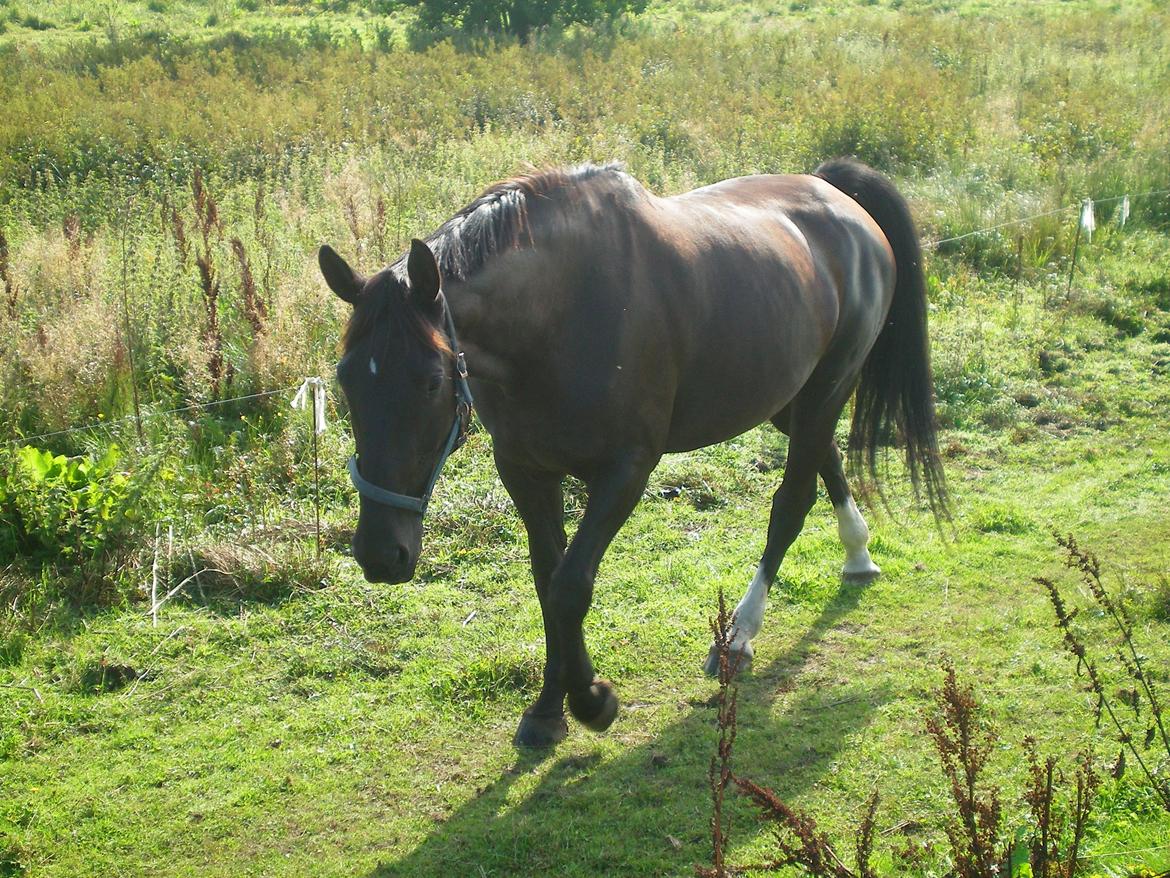 Dansk Varmblod Silva Bakkely billede 1