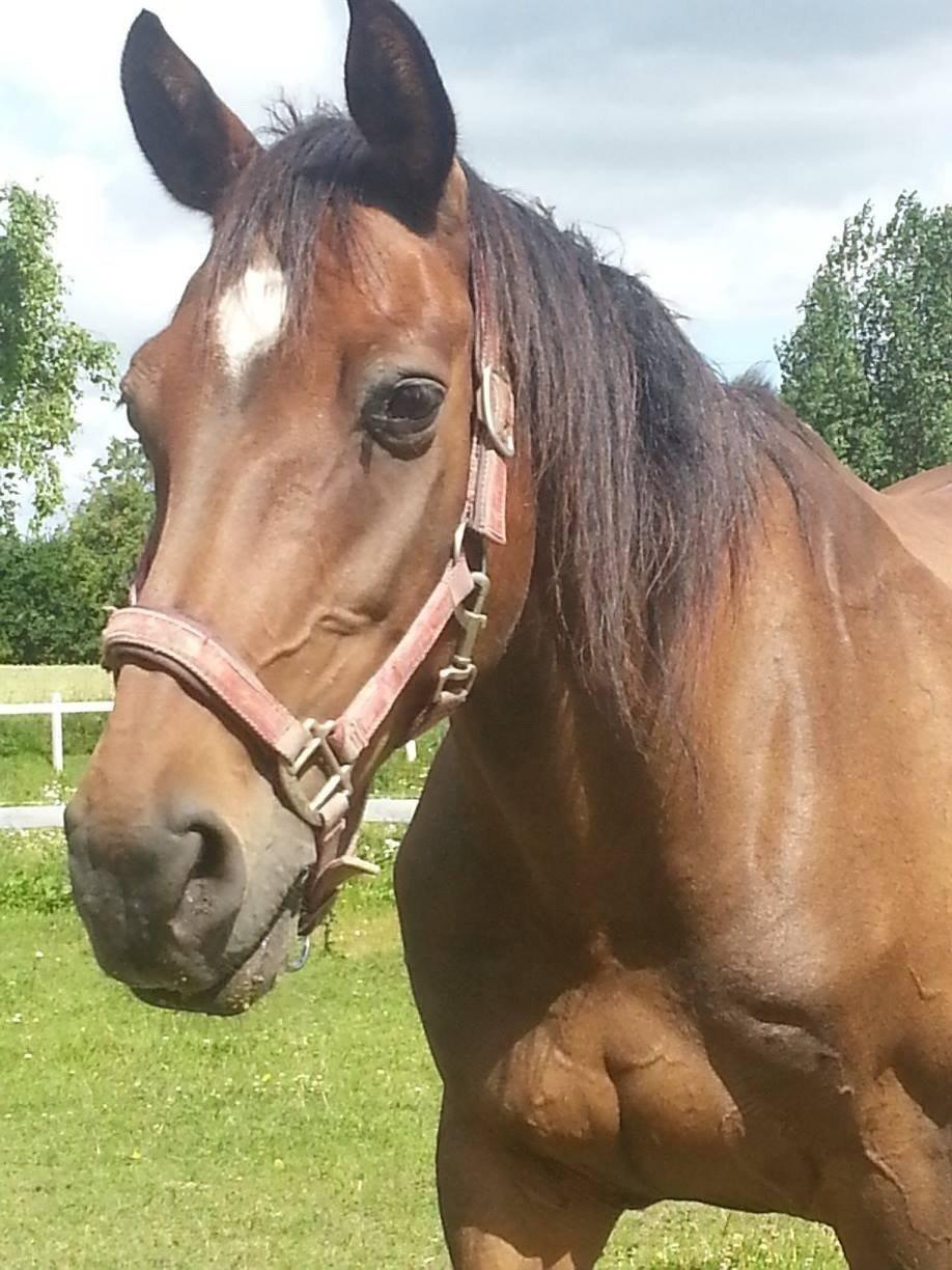 Trakehner Mercedes Lobell *Savnet* billede 11