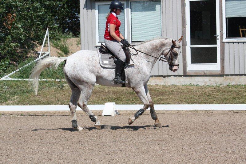 Anden særlig race Timon *min baby hest :D * - Foto: Alexandra billede 19